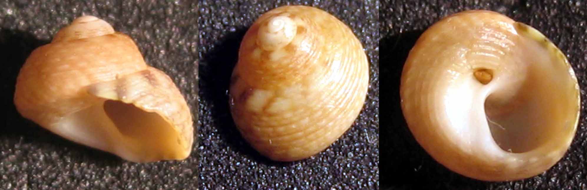 Gibbula racketti?